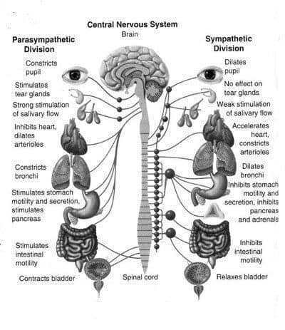 Your family Chiropractor in Vancouver BC